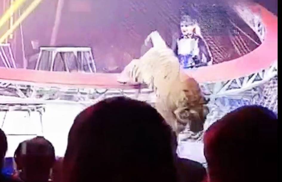 Rossiyadagi sirkda yoʻlbars tomoshabinlar tomon sakradi (video)